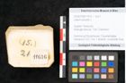 Foto (Objekt + Etikett) von Ledum palustre L. (NHMW-GEO-2024-0188-11616)